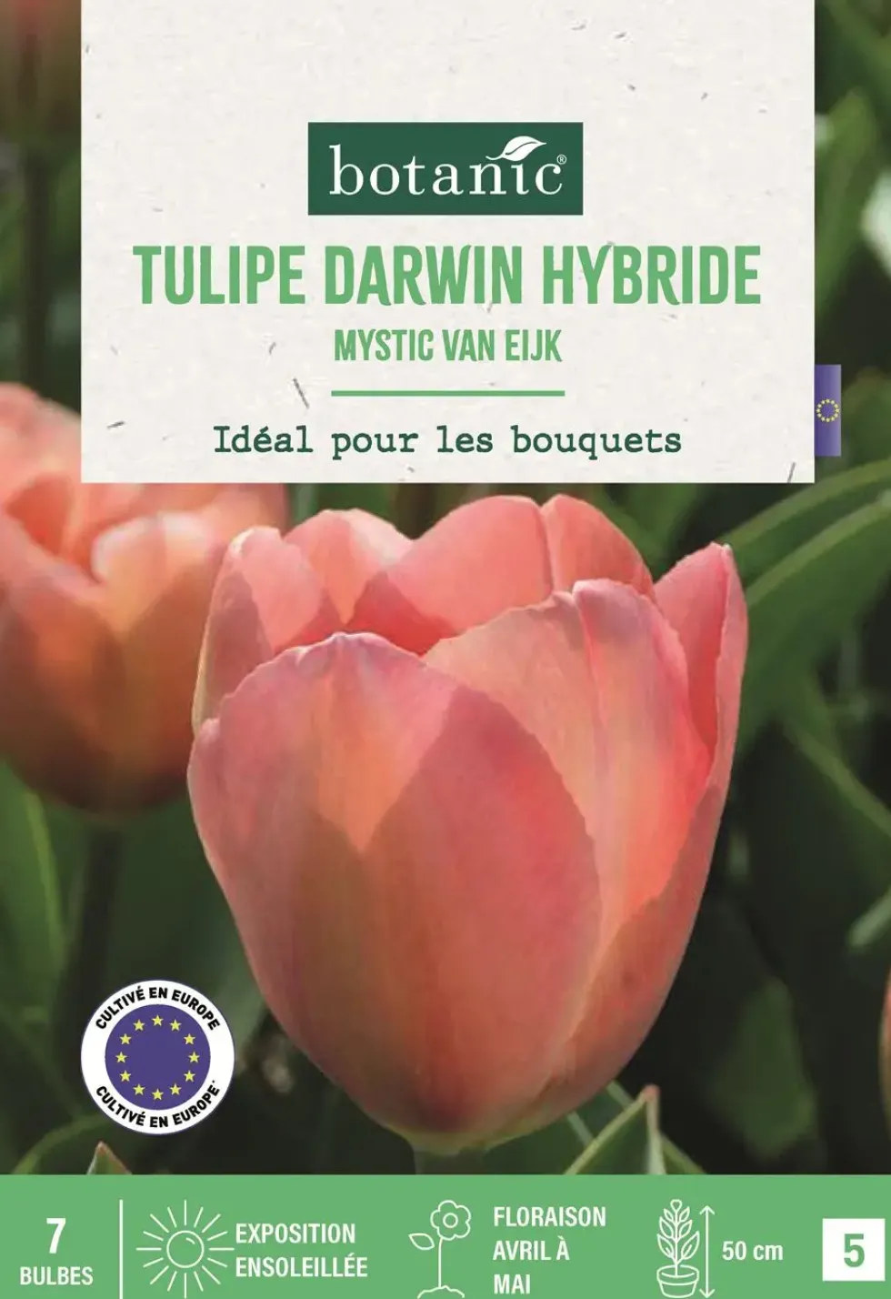 Bulbes de fleurs Tulipe Darwin hybride Mystic Van Eijk rose botanic® - 7 bulbes