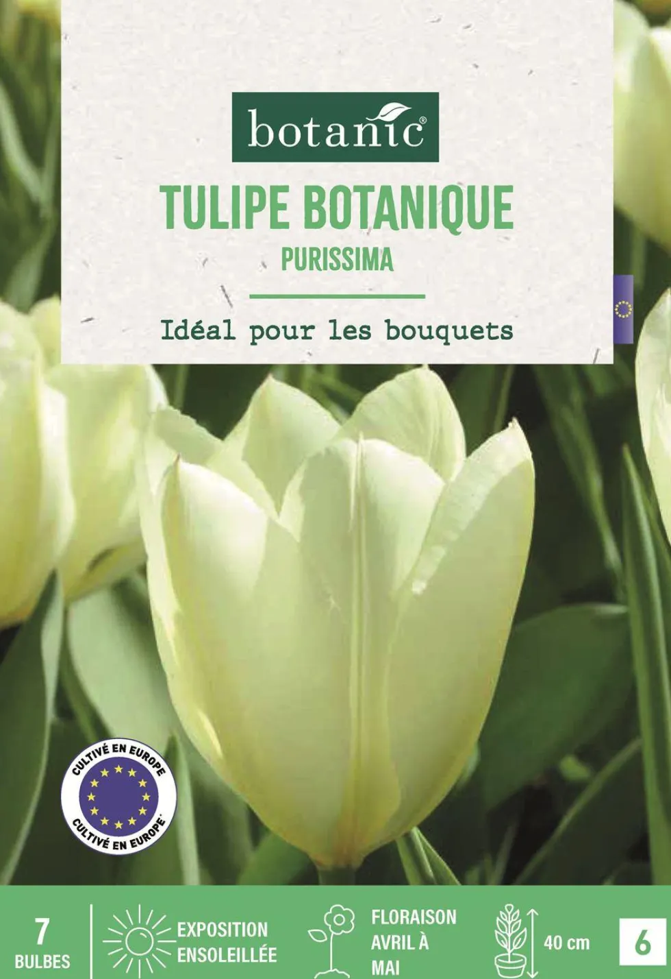 Bulbes de fleurs Tulipe fosteriana Purissima crème botanic® - 7 bulbes