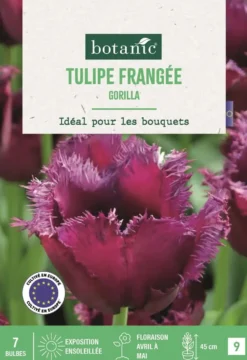 Bulbes de fleurs Tulipe frangée Gorilla pourpre botanic® - 7 bulbes