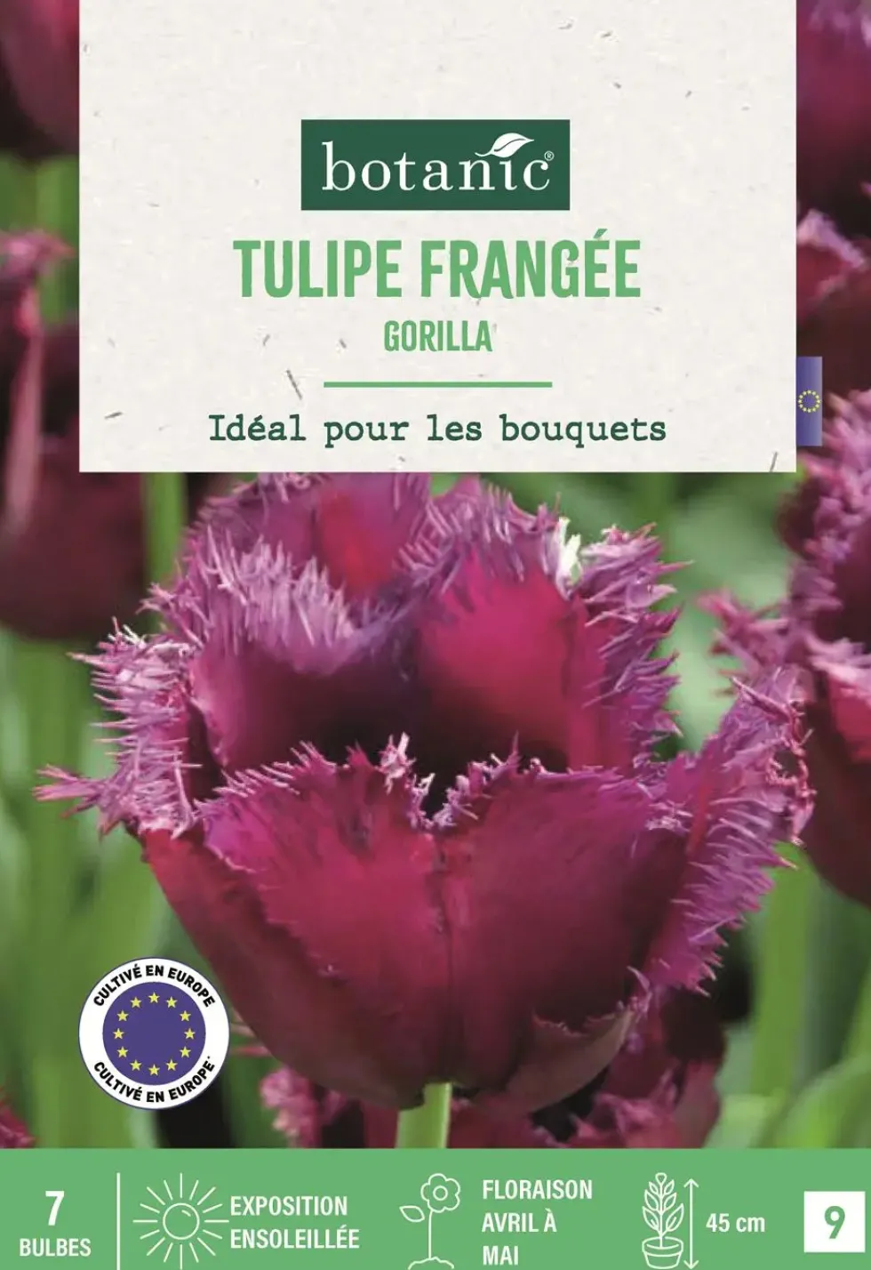 Bulbes de fleurs Tulipe frangée Gorilla pourpre botanic® - 7 bulbes