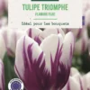 Bulbes de fleurs Tulipe triomphe Flaming Flag blanc et violet botanic® - 7 bulbes