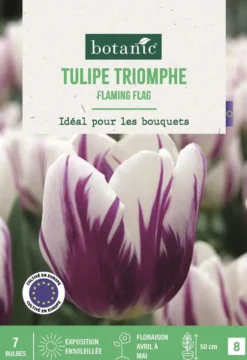 Bulbes de fleurs Tulipe triomphe Flaming Flag blanc et violet botanic® - 7 bulbes