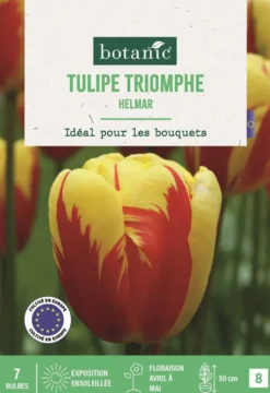 Bulbes de fleurs Tulipe triomphe Helmar jaune pourpre botanic® - 7 bulbes