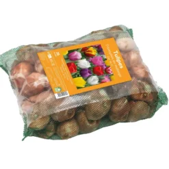 Bulbes de fleurs Tulipe triomphe mix botanic® - 35 bulbes