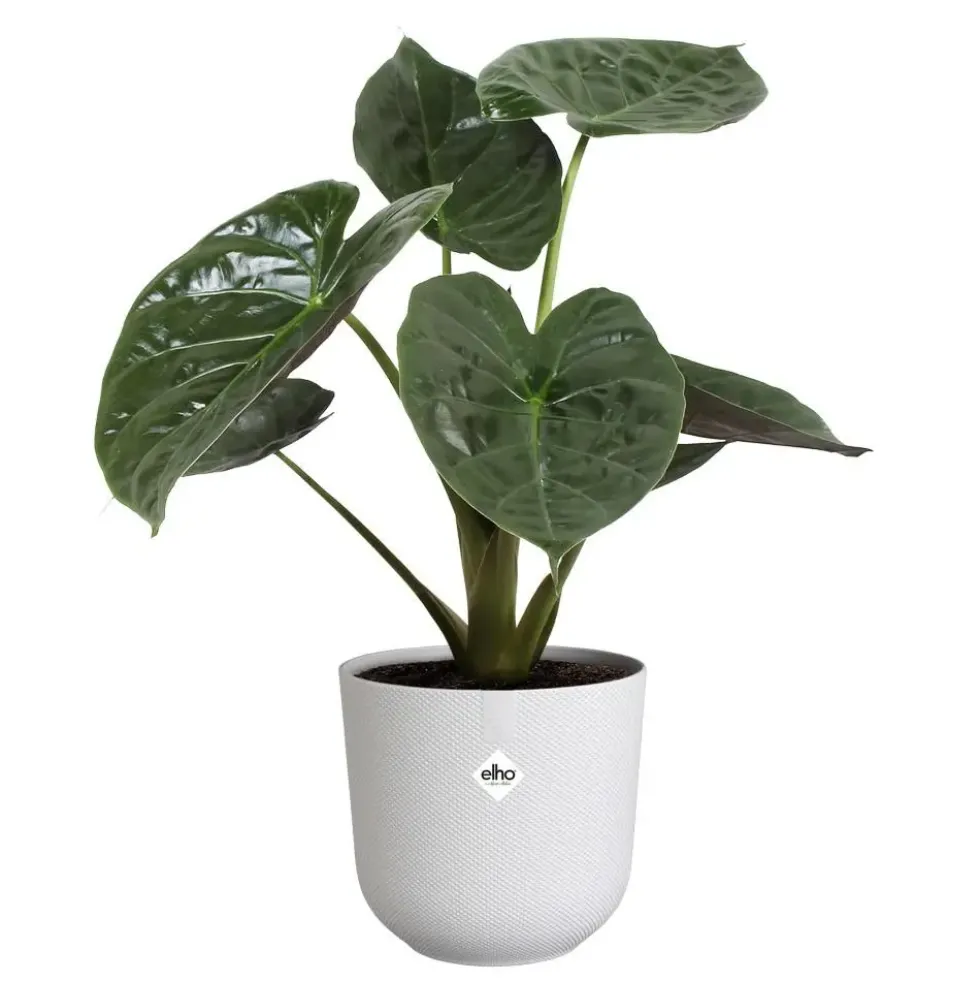 Cache-pot coloris blanc Jazz Elho - Ø 26 cm