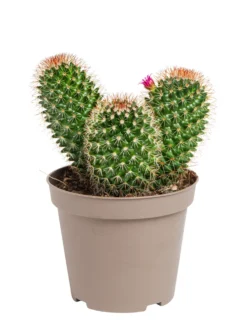 Cactus mix botanic®. Le pot de Ø 9 cm
