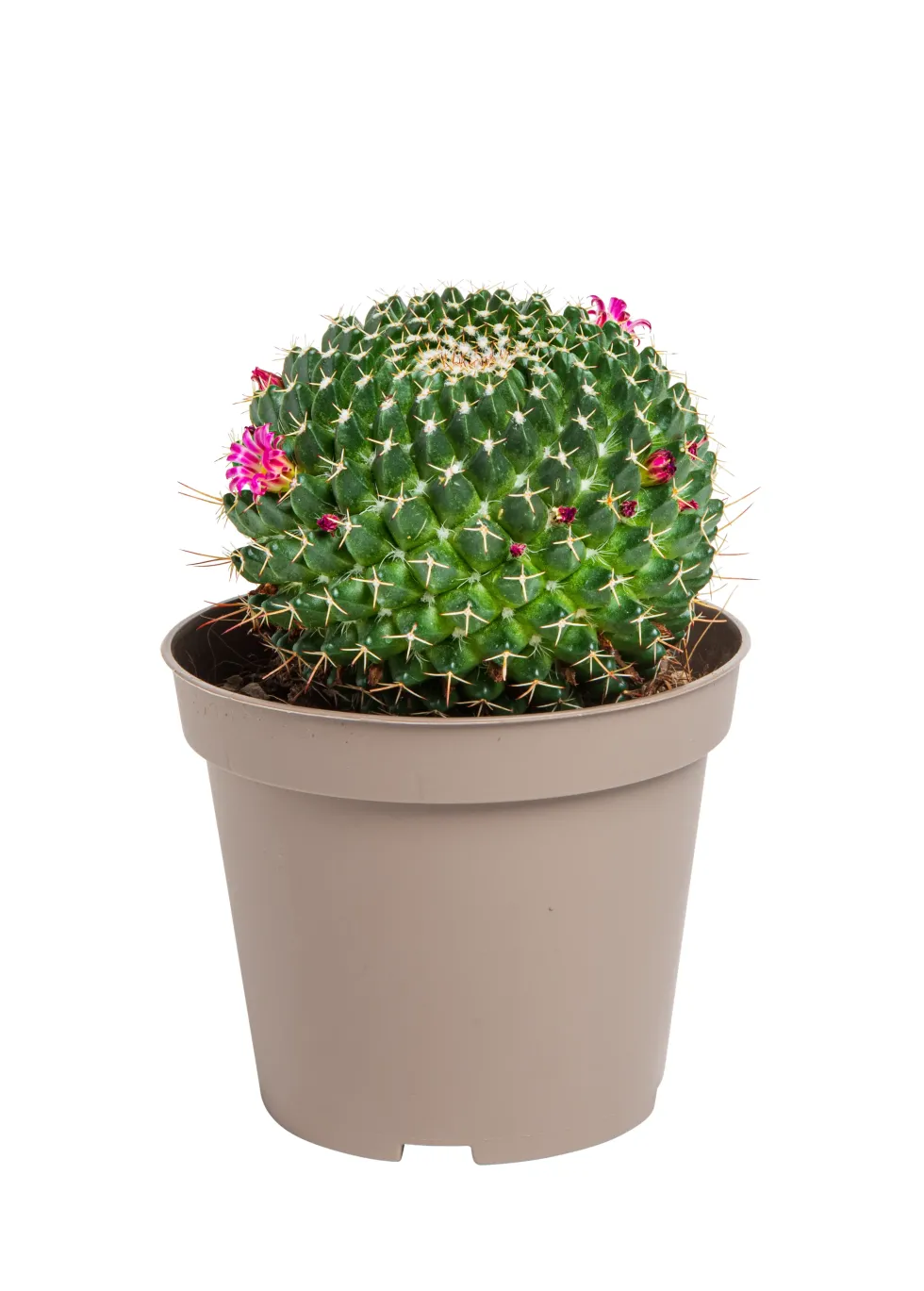 Cactus mix botanic®. Le pot de Ø 9 cm