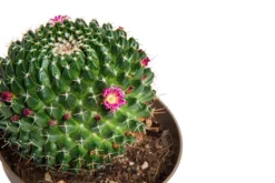 Cactus mix botanic®. Le pot de Ø 9 cm