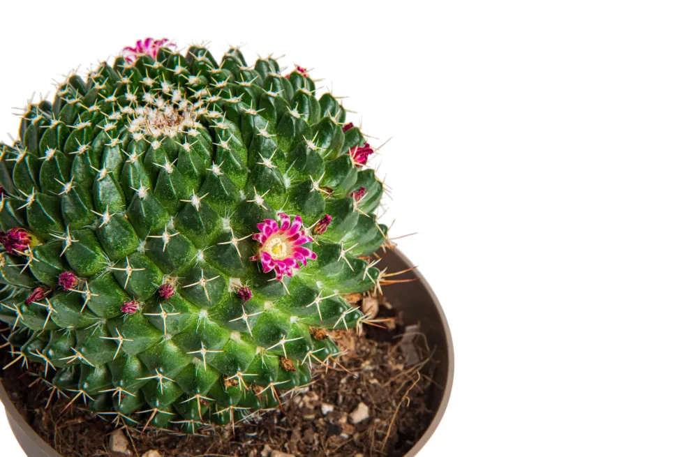 Cactus mix botanic®. Le pot de Ø 9 cm