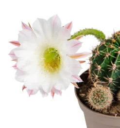 Cactus mix botanic®. Le pot de Ø 9 cm