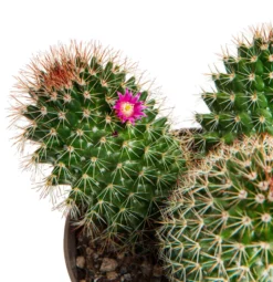 Cactus mix botanic®. Le pot de Ø 9 cm