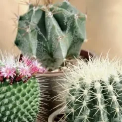 Cactus mix botanic®. Le pot de Ø 12 x H 15 cm