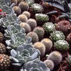 Cactus mix botanic®. Le pot de Ø 12 x H 15 cm