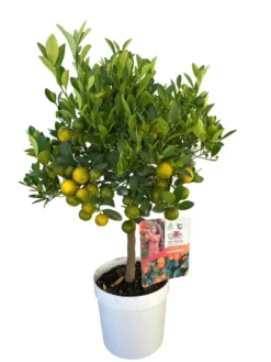 Calamondin. Le pot de 5 litres, forme 1/4 tige