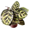 Calathea makoyana. Le pot de Ø 6 cm