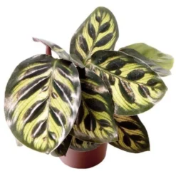 Calathea makoyana. Le pot de Ø 6 cm