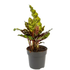 Calathea Mix pot Ø11 cm
