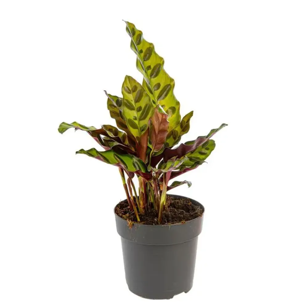 Calathea Mix pot Ø11 cm