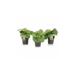 Calathea Orbifolia. Le pot de 14 cm