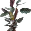 Calathea Ornata rose. Le pot Ø 14 cm
