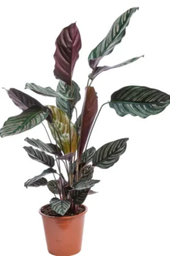Calathea Ornata rose. Le pot Ø 14 cm