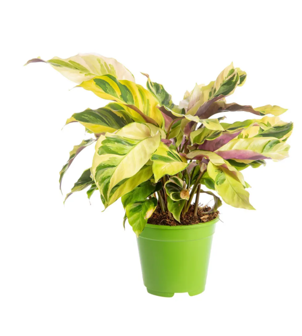 Calathea Yellow Fusion jaune. Le pot Ø 17 cm