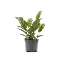 Calathea Zebrina multicolore. Le pot Ø 10,5 cm