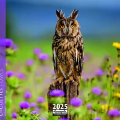 Calendrier 2025 chouettes coloris multicolore Aquarupella - 16,5 x 16,5 cm