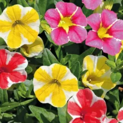 Calibrachoa étoilé - Le pot de 9 x 9 cm
