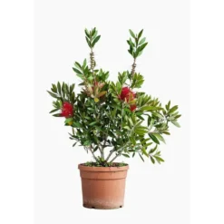 Callistemon Citrinus Splendens – Pot de 5L
