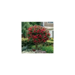 Callistemon Citrinus Splendens – Pot de 5L