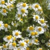 Camomille Bio. Le pot de 1 litre