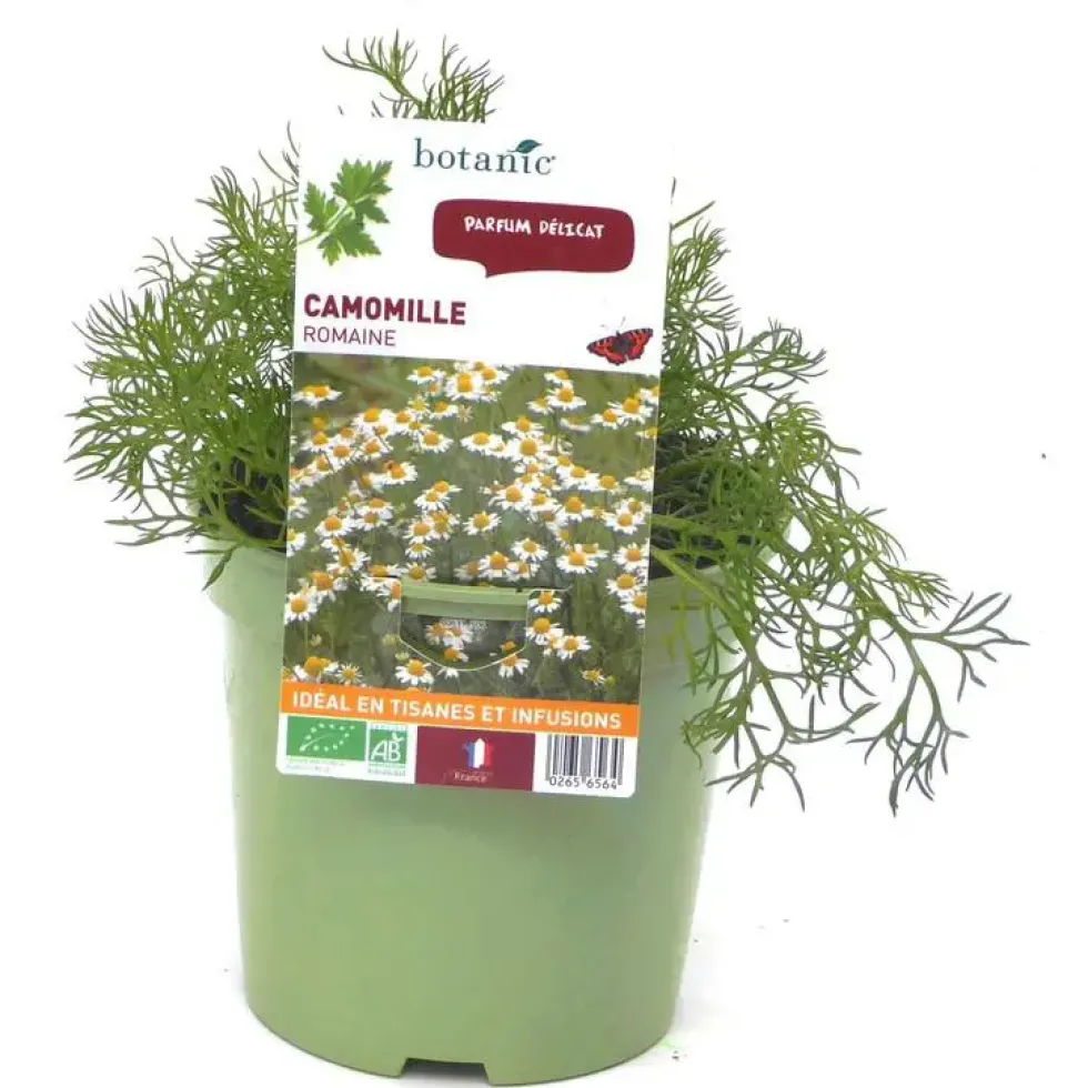 Camomille Bio. Le pot de 1 litre