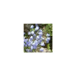 Campanula Cochleariifolia - Le pot de 10,5 cm