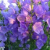 Campanula Persicifolia - Le pot de 2 litres