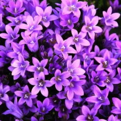 Campanula Poscharskyana - Le pot de 10,5 cm