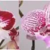 Campanula Take Me - Le pack de 6 plants