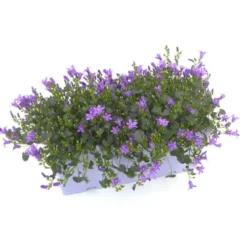 Campanule Addenda - La jardinière de 40 cm