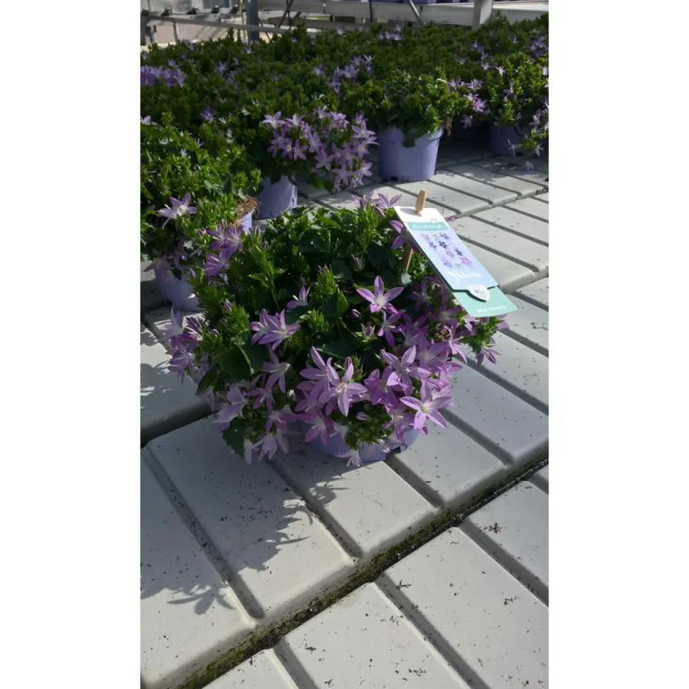 Campanule Addenda - Le pot de 10,5 cm