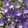 Campanule des Carpates bleue - Le pot de 9 x 9 cm