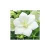 Campanule des Carpates - Le pot de 10,5 cm