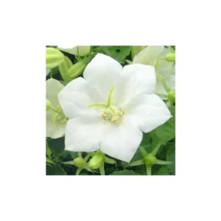 Campanule des Carpates - Le pot de 10,5 cm
