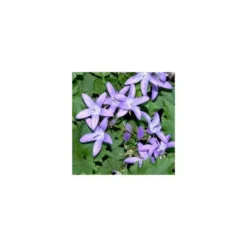 Campanule des murs - Le pot de 12 cm