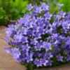 Campanule des murs - Le pot de 2 litres