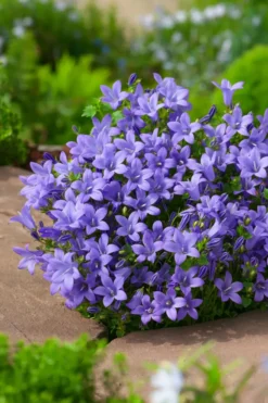 Campanule des murs - Le pot de 2 litres