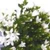 Campanule 'E - H - Frost' - Le pot de 2 litres