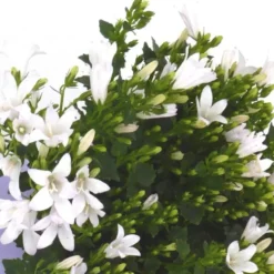 Campanule 'E - H - Frost' - Le pot de 2 litres