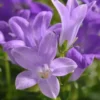 Campanule à fleurs bleues - Le pot Ø 17 cm
