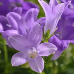 Campanule à fleurs bleues - Le pot Ø 17 cm