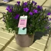 Campanule Intense Purple Ambella - Le pot de 0,5 litre